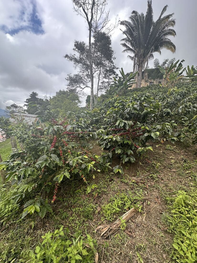 Cafetal en producción con la casa de la finca y una palma al fondo