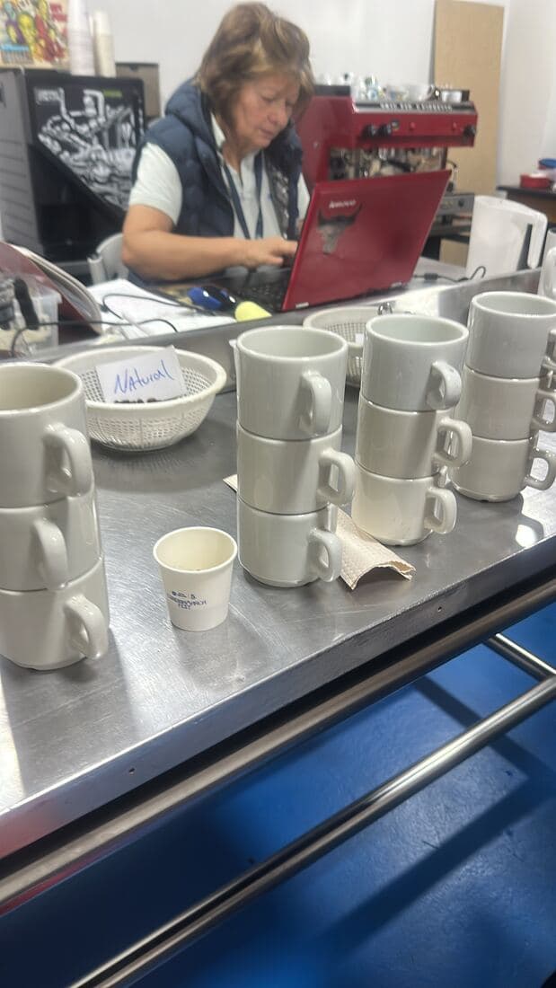 Catación con tazas y muestra rotulada
