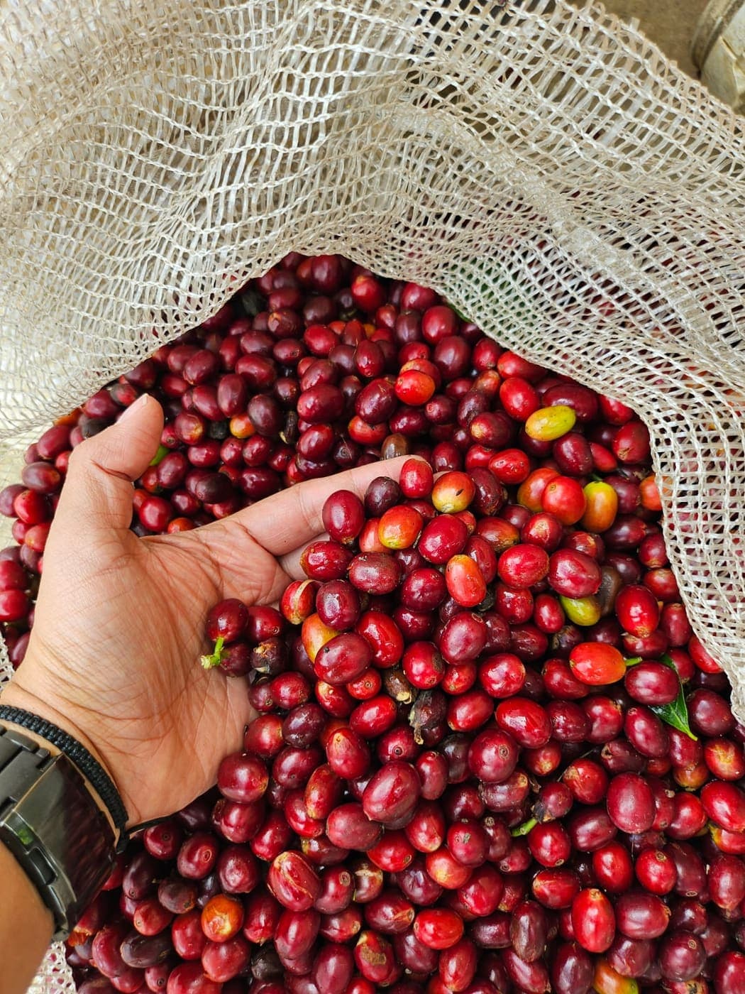 Cosecha de cerezas maduras