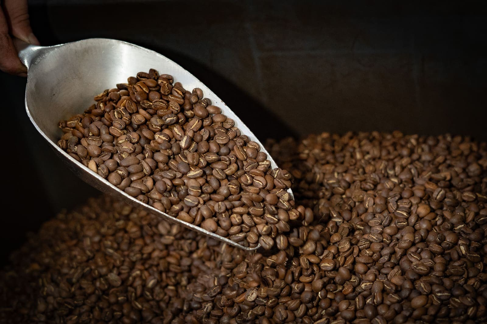 Café tostado recién procesado