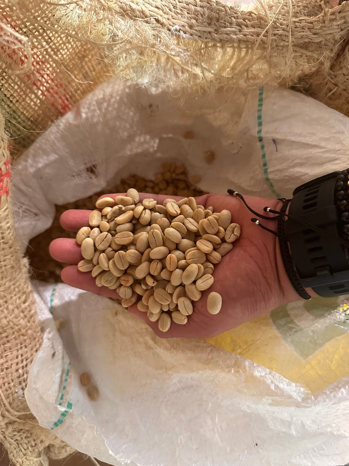 Café en pergamino listo para clasificar