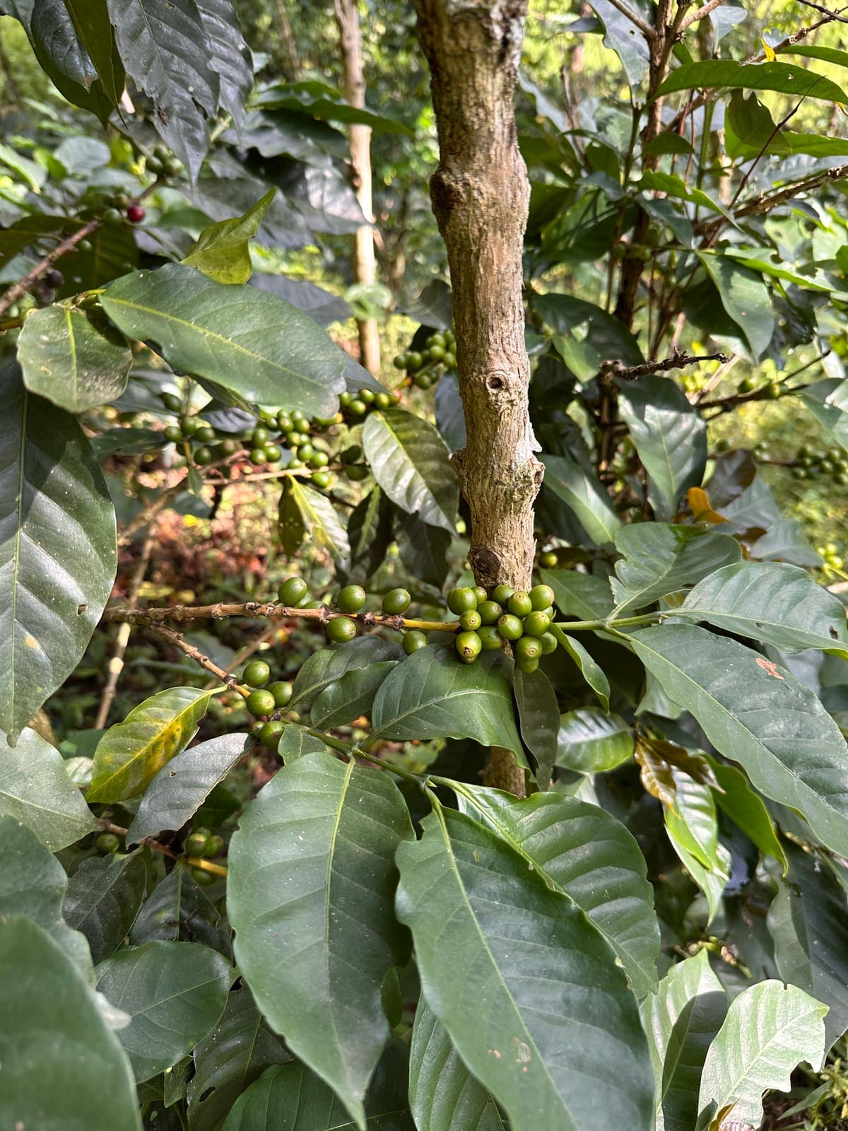 Cerezas verdes de café en la planta